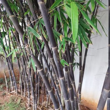 Plant Black Bamboo