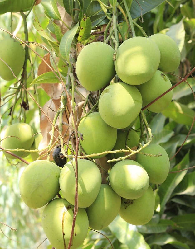 Plant Mango Trees