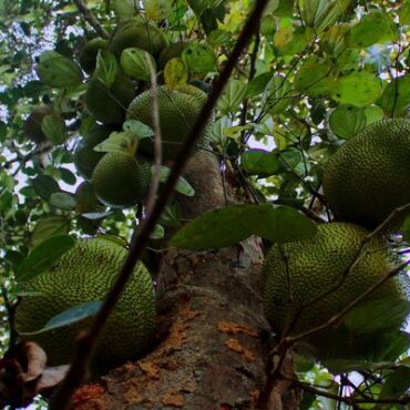 Plant Jackfruit Trees