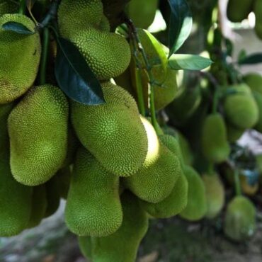 Plant Jackfruit Trees