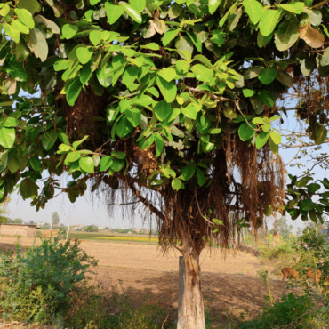 Plant A Banyan Tree