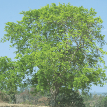Plant Karanja Trees