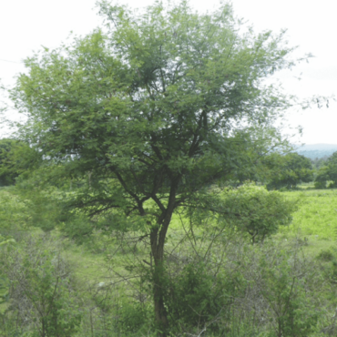 khair tree