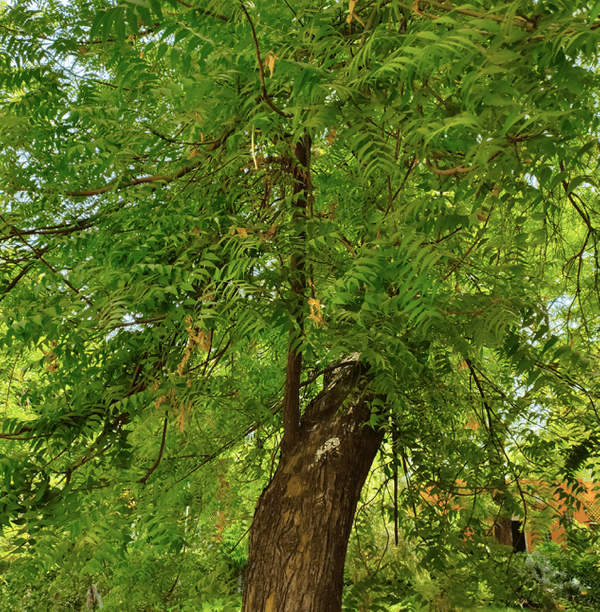 Plant A neem Tree