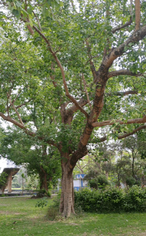 Plant a Peepal Tree – Greenverz