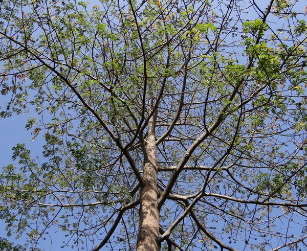 Plant a tree of Semal | Greenverz