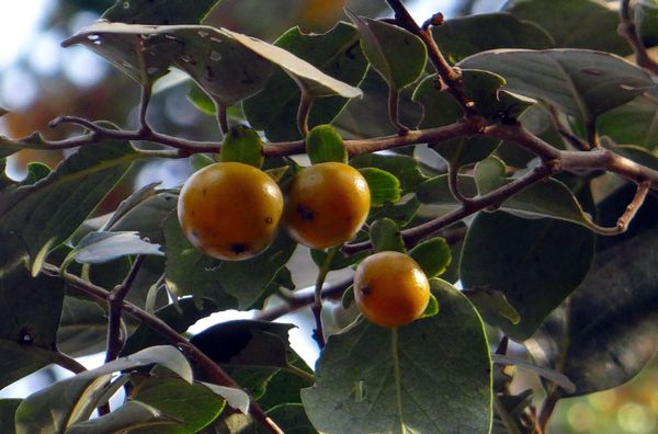 Plant Tendu Trees (Central Variety) | Greenverz
