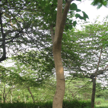 Plant Siwan Trees