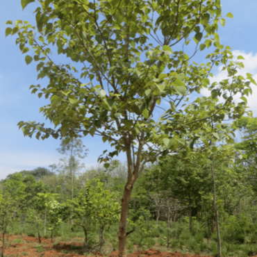 Plant Siwan Trees