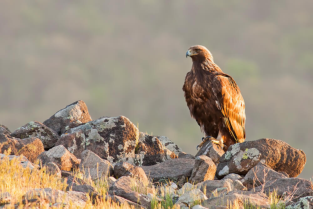 Golden Eagle in Pin Valley National Park