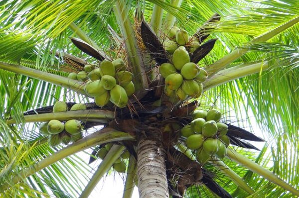 Plant Coconut Trees