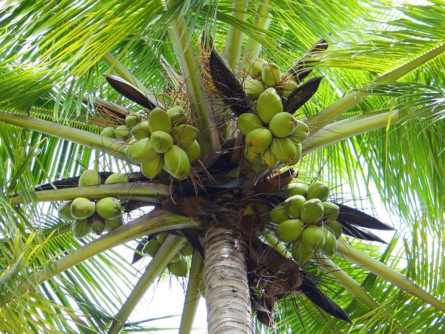 Plant Coconut Trees