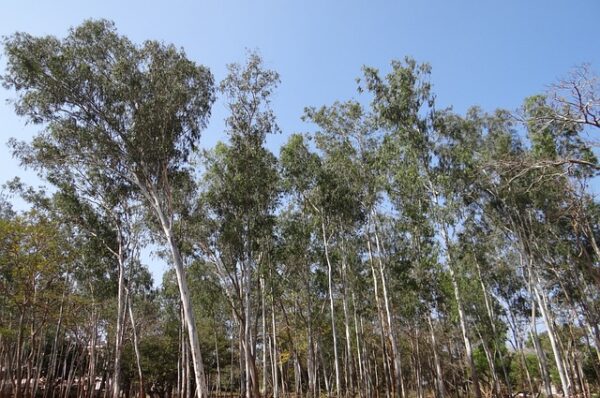 Plant Eucalyptus Trees