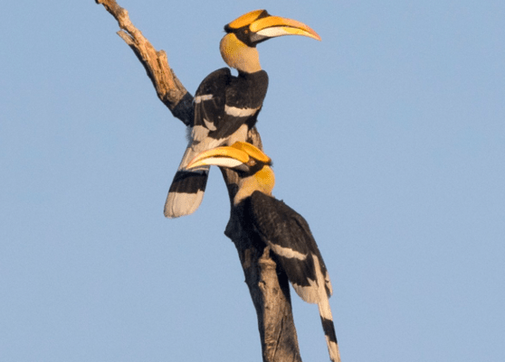 Hornbills in Namdapha tiger reserve