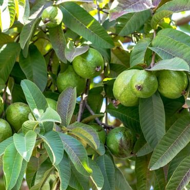 Plant Guava Trees