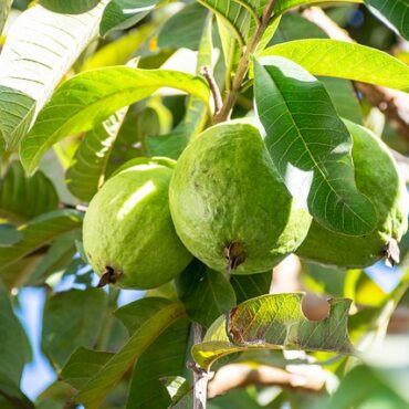 Plant Guava Trees