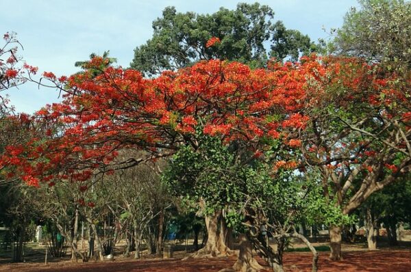 Plant Gulmohar Trees