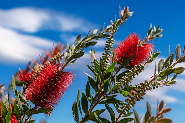 How To Grow And Care For Bottlebrush