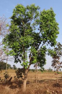 Plant a Jamun Tree