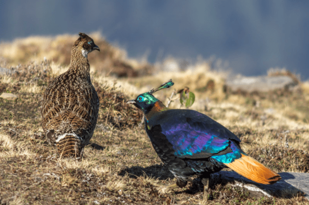 The great Himalayan National Park has many birds species. 