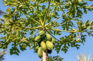 Plant Papaya Trees