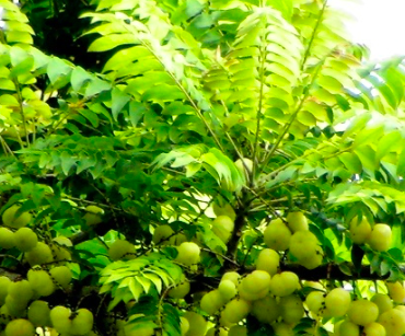 Plant Rai Amla Trees