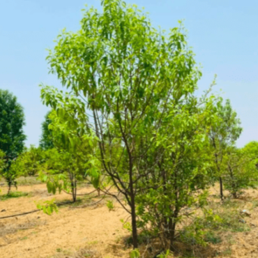 Plant Sandalwood Trees