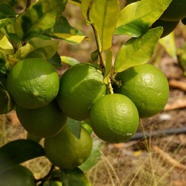 Plant Sweet Lime Trees