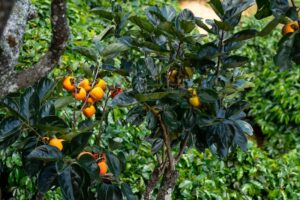 Tendu Tree | Greenverz