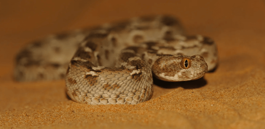 pitless viper snake