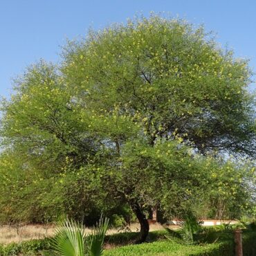Plant Babul Trees