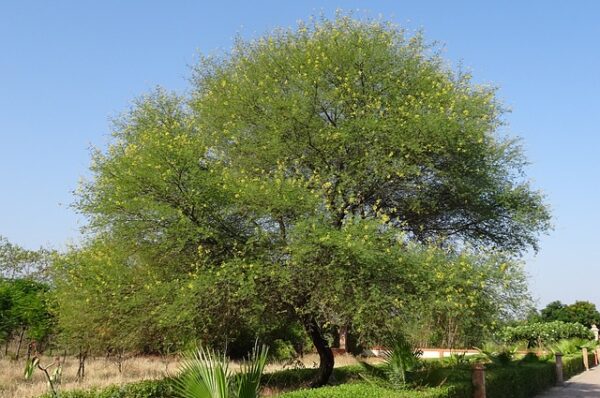 Plant Babul Trees