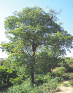 Plant Baheda Trees