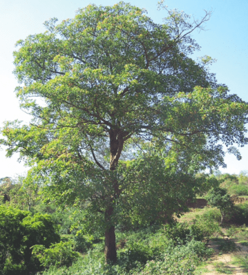 Plant Baheda Trees