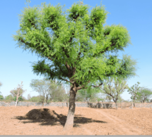 Plant Kheri Trees