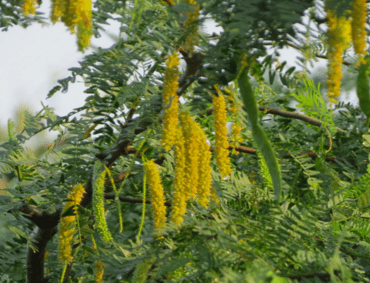 Plant Kheri Trees