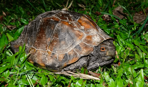 A turtle in Namdapha Tiger Reserve