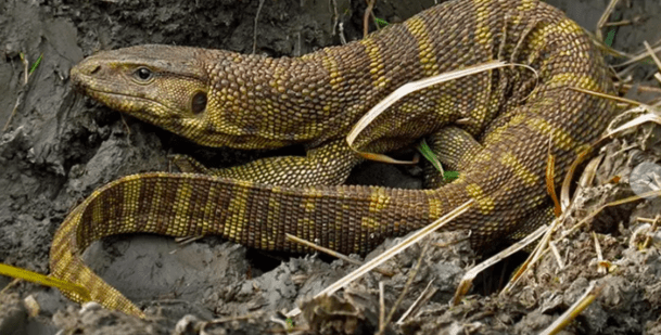 A yellow monitor lizard found in Dibru-Saikhowa National Park