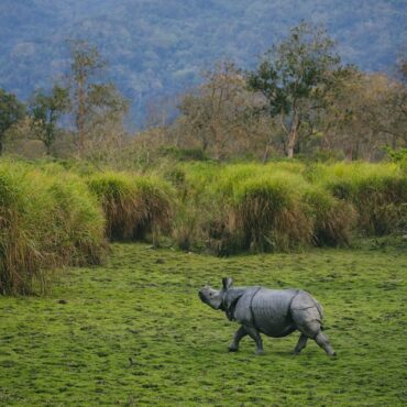 One-Horned Indian Rhino