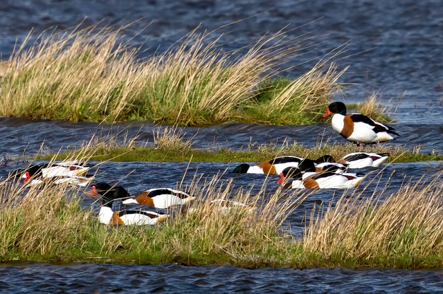 A group of common shelduck resting in a water body 