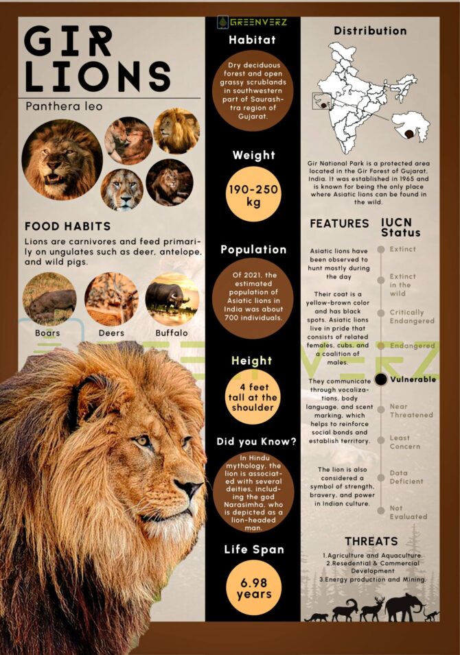 Infographics of Gir Lions – Greenverz