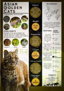 Infographics of Asian Golden Cat
