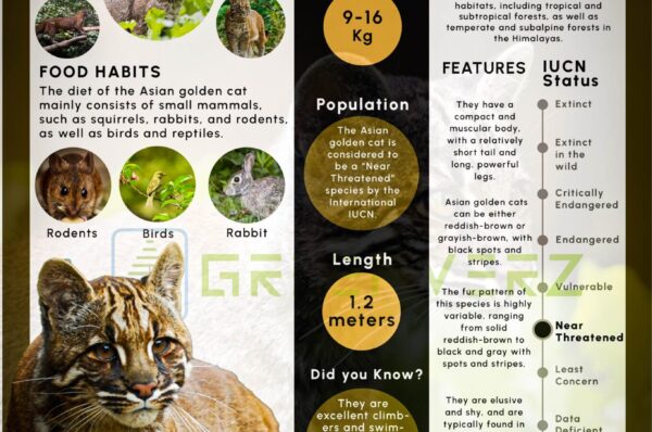 Infographics of Asian Golden Cat