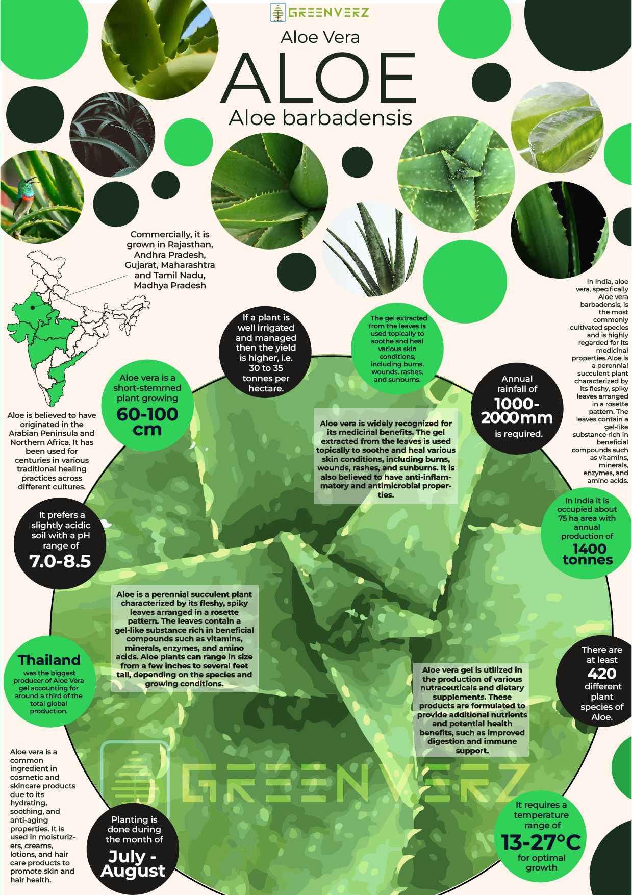 Infographics of Aloe