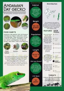 Infographics of Andaman Day Gecko
