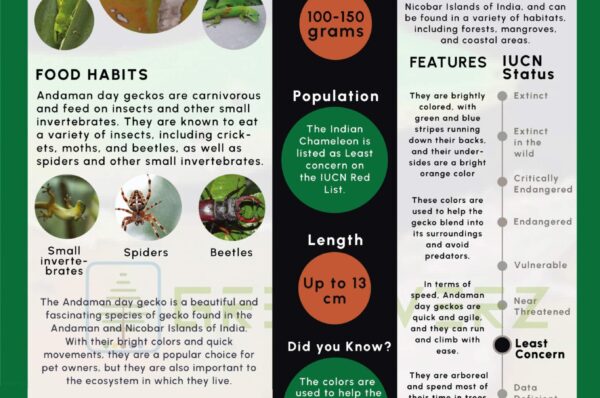 Infographics of Andaman Day Gecko