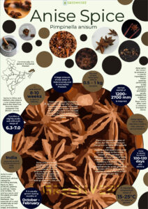 Infographics of Anise Spice