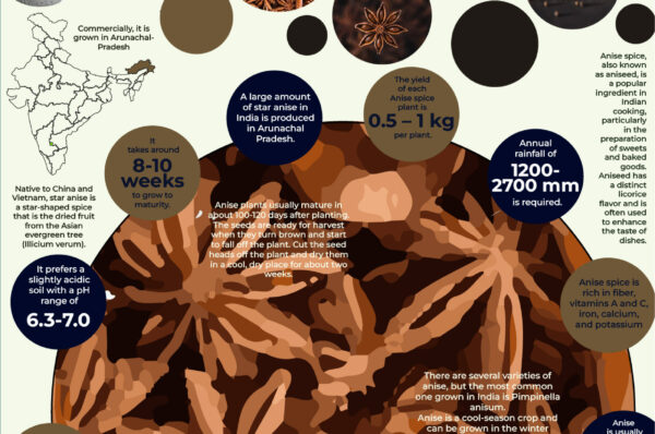 Infographics of Anise Spice