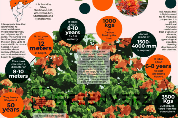 Infographics of Ashoka Tree