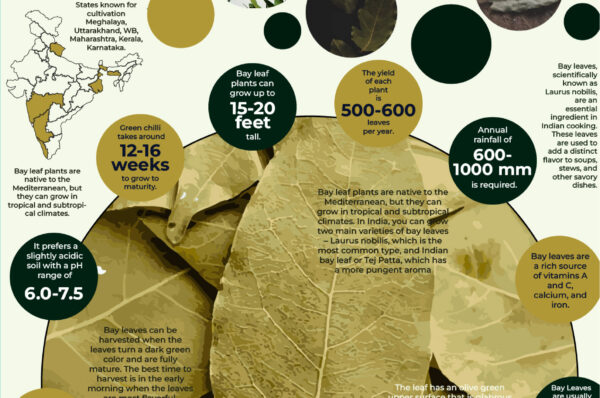 Infographics of Bay Leaves